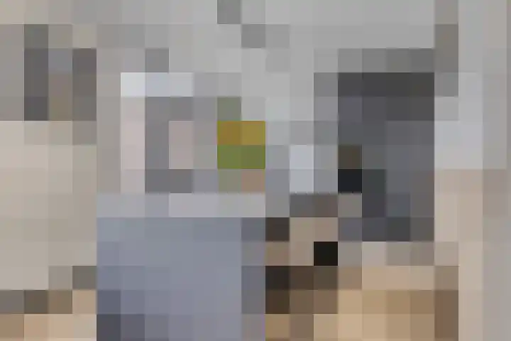 Oliemolen 6 Alkmaar thumbnail 11