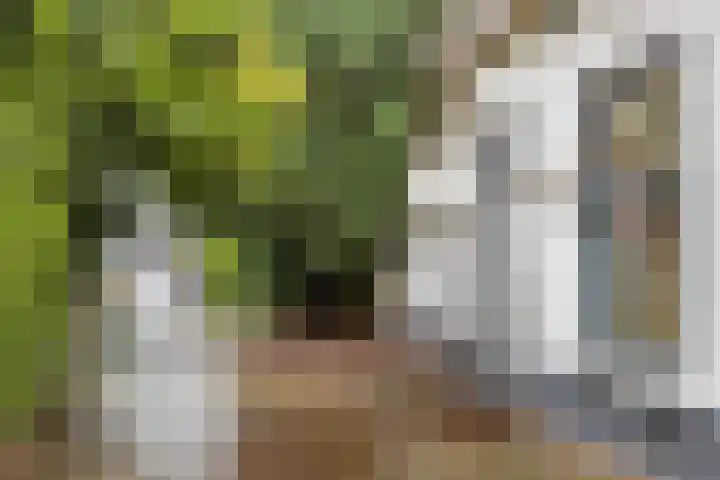 Oliemolenstraat 2 Terborg thumbnail 5