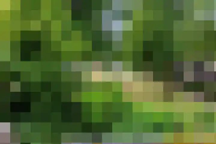 Olieslagershorst 228 Apeldoorn thumbnail 35