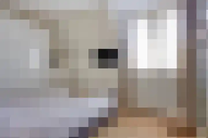 Olievlas 11 Asten thumbnail 32