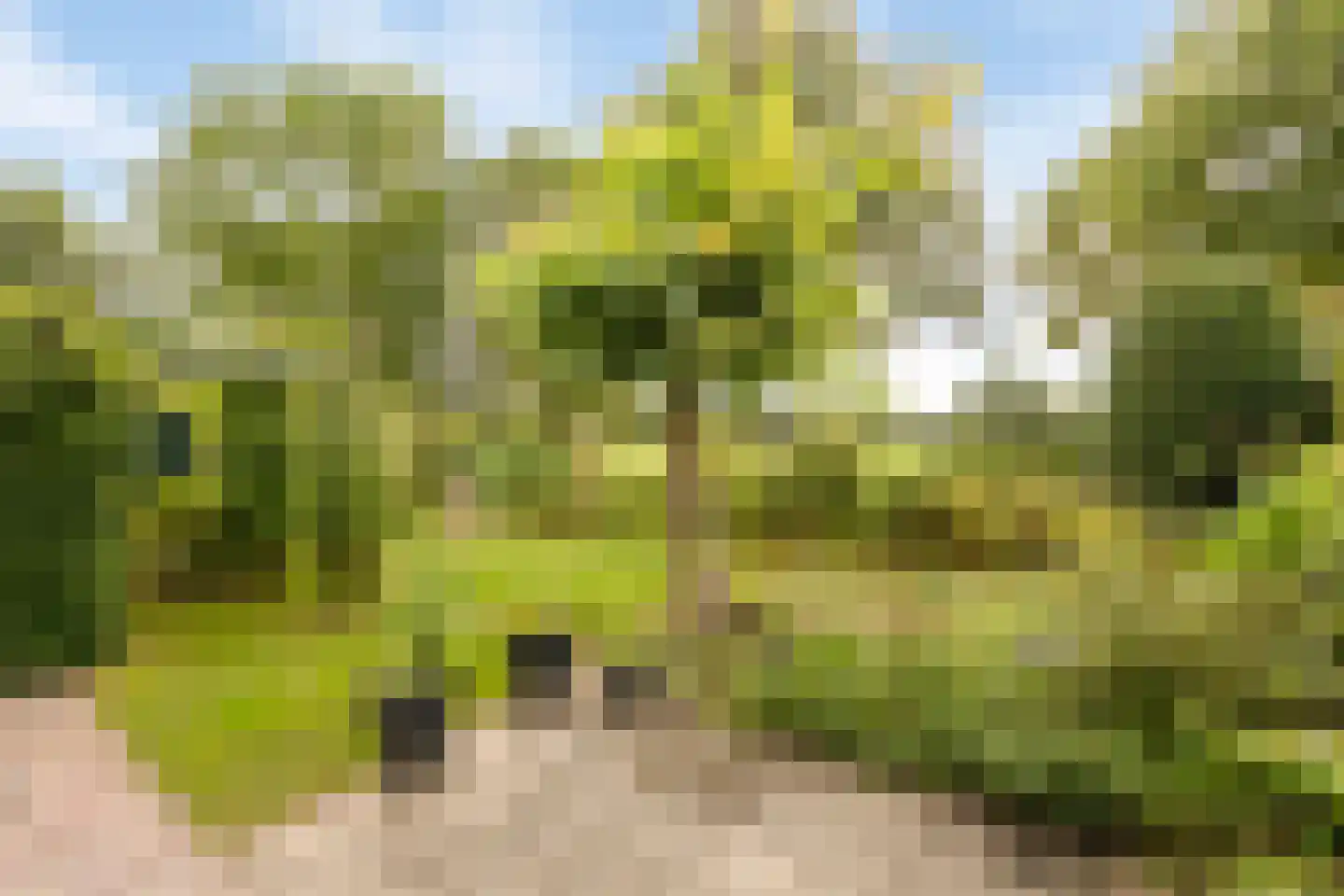 Olifiersstraat 6 Helmond thumbnail 33