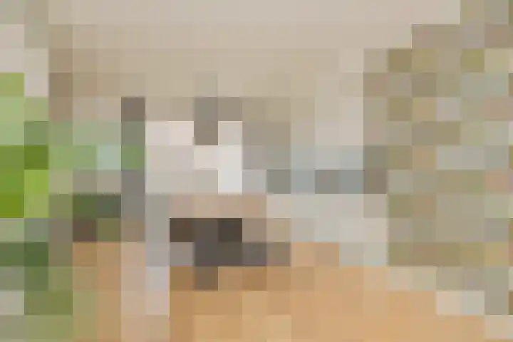 Olijfboomhof 10 IJmuiden thumbnail 22