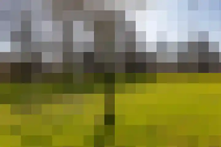 Olijflaan 67 Rotterdam thumbnail 31