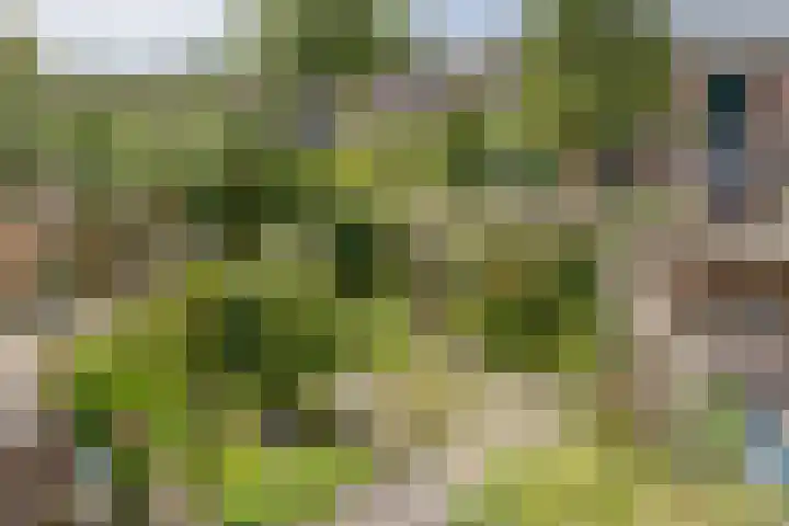 Olmenhof 40 Dieren thumbnail 26