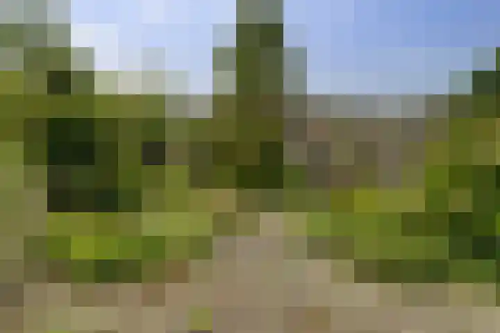 Olmenhof 40 Dieren thumbnail 27