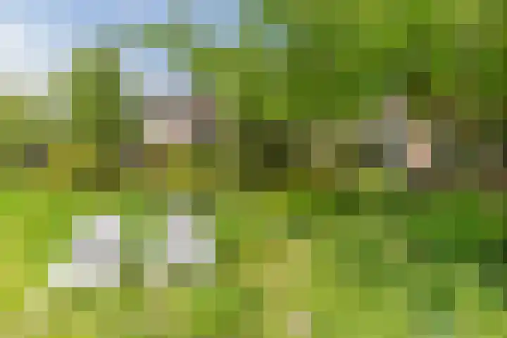 Olmenpad 21 Oisterwijk thumbnail 39