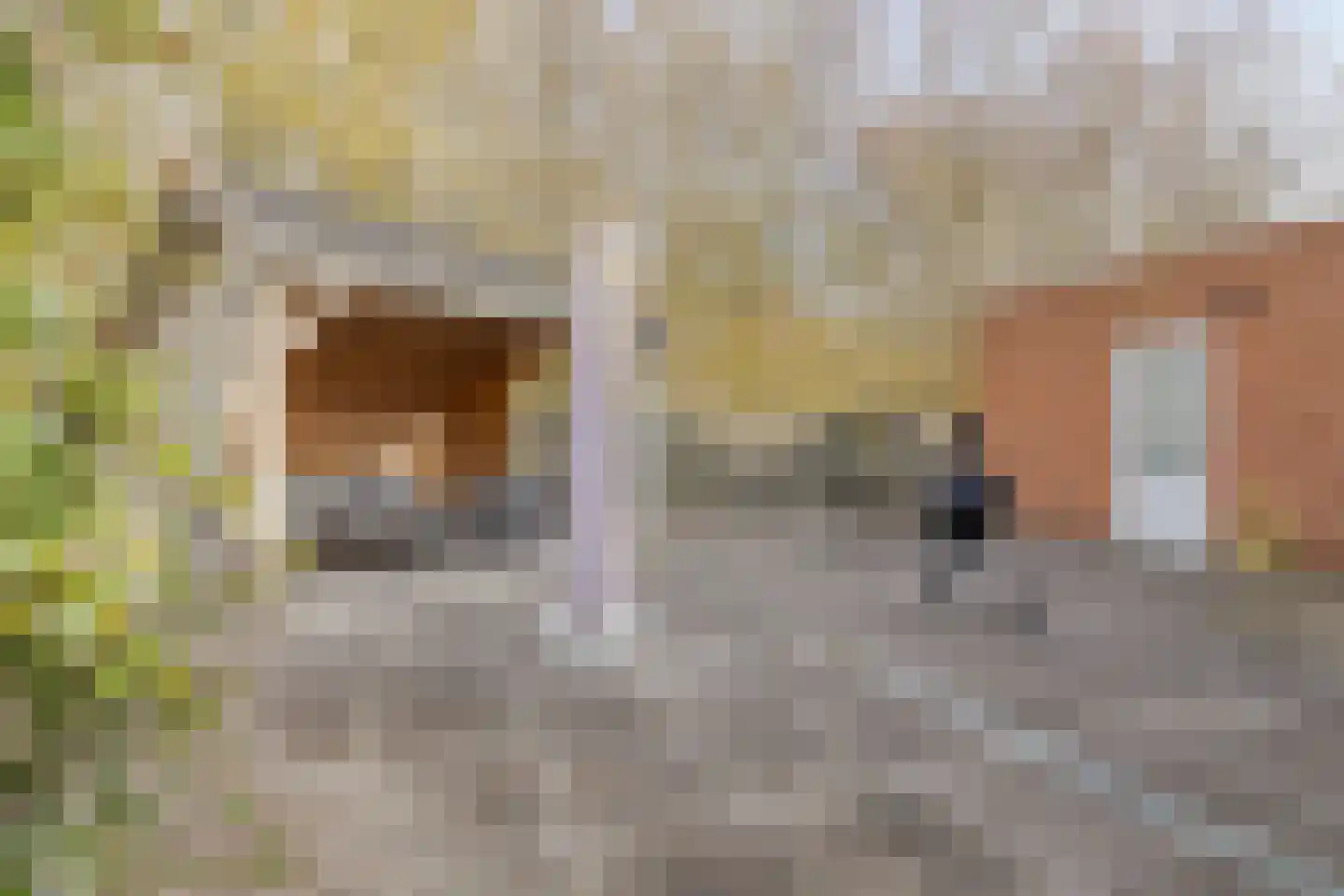 Olmenstraat 19 Vogelwaarde thumbnail 38