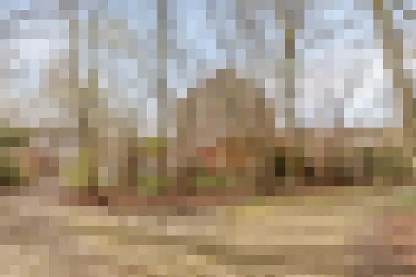 Olmenstraat 19 Vogelwaarde thumbnail 45