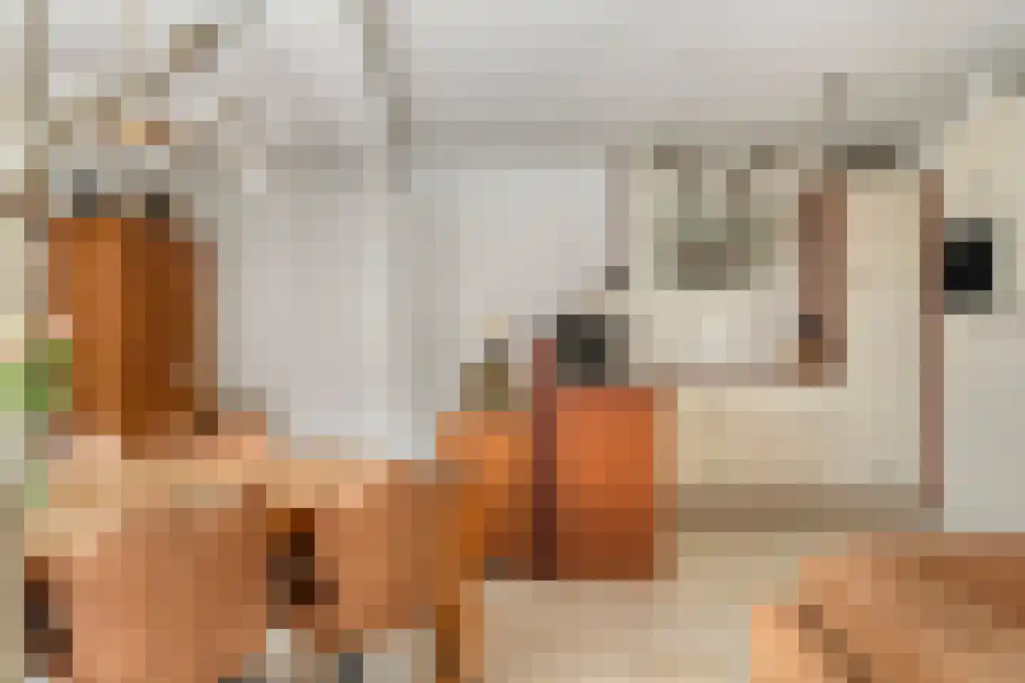Olmenstraat 5 Halsteren thumbnail 4