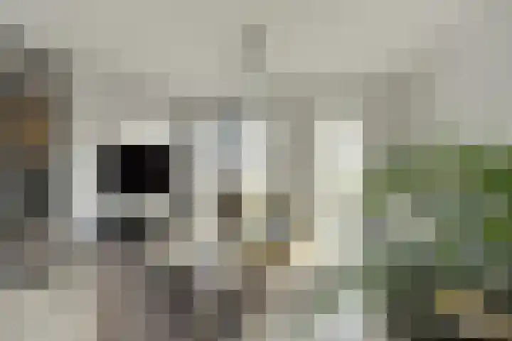Olmentuin 48 Steenbergen thumbnail 11