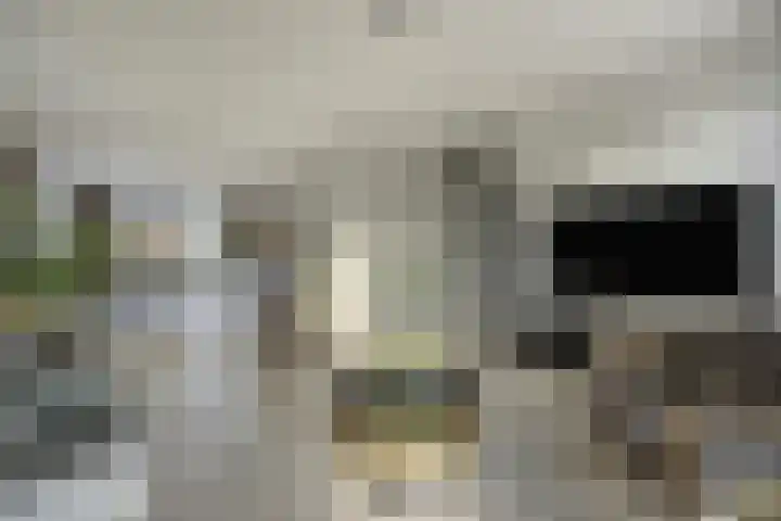 Olmentuin 48 Steenbergen thumbnail 12