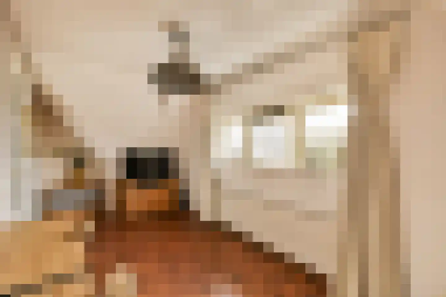 Olmstraat 68 Echt thumbnail 6