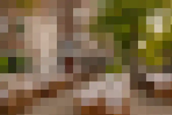 Olympiaweg 46 3 Amsterdam thumbnail 23