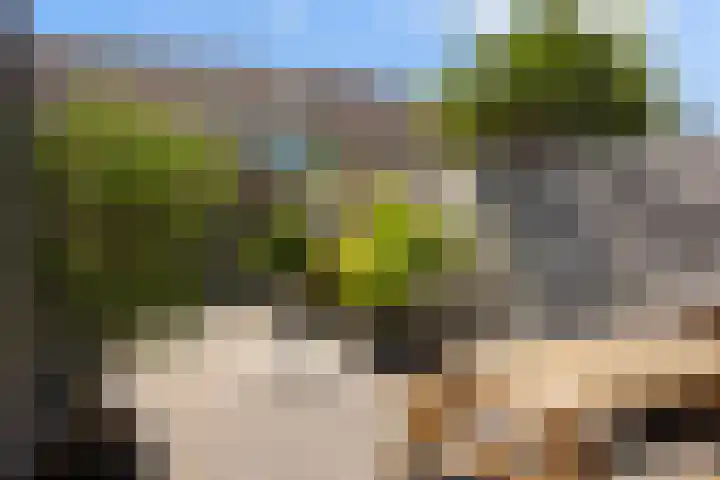 Olympushôf 6 Stiens thumbnail 36
