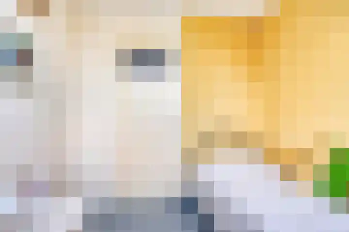 Omloop 11 Dinteloord thumbnail 31