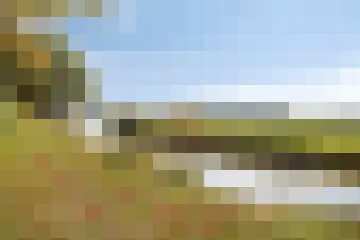 Omloop 11 Dinteloord thumbnail 46