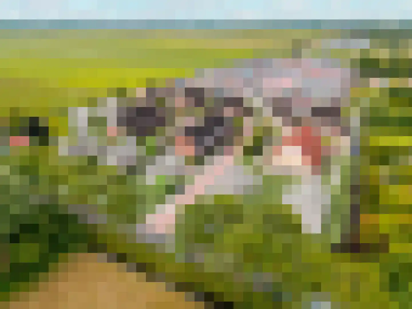 Ommeland 3 Spierdijk thumbnail 7