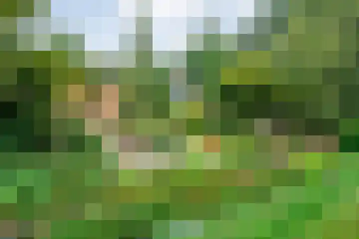 Ommerkanaal 35 Dedemsvaart thumbnail 7
