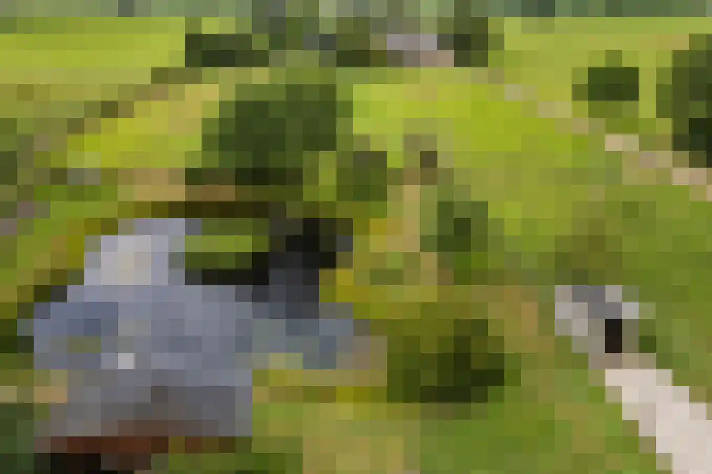Ommerkanaal 7 Dedemsvaart thumbnail 5