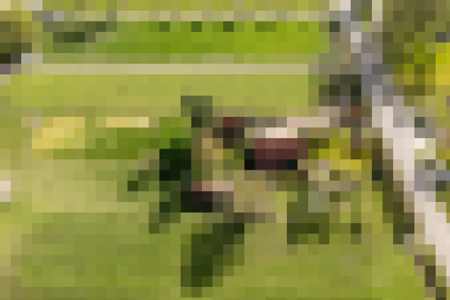 Ommerweg 45 Zuidwolde thumbnail 8