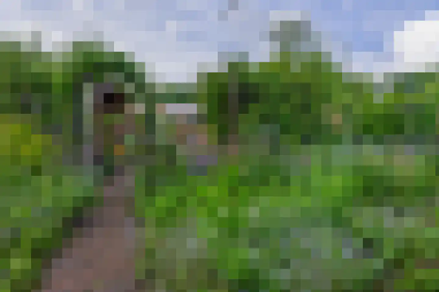 Onder de Bomen 15 Renkum thumbnail 75