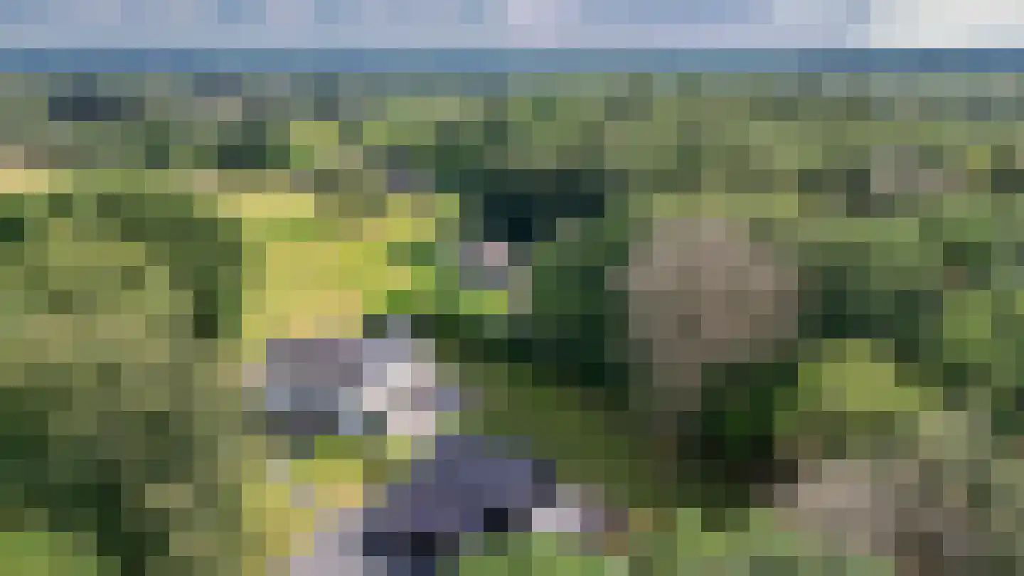 Onder de Bos 103 Hulshorst thumbnail 67