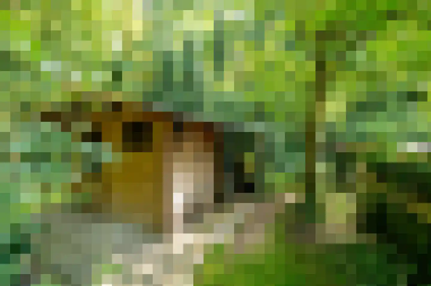 Onder de Bos 116 Hulshorst thumbnail 37