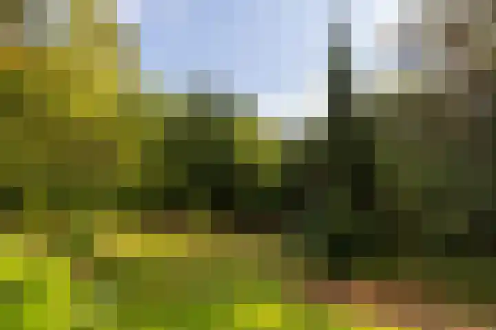 Onder de Bos 163 Hulshorst thumbnail 10