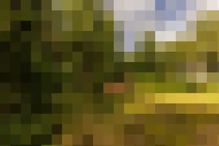 Onder de Bos 163 Hulshorst thumbnail 11