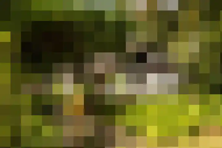 Onder de Bos 163 Hulshorst thumbnail 48