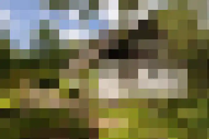 Onder de Bos 163 Hulshorst thumbnail 49