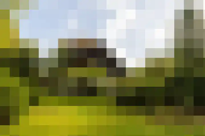 Onder de Bos 163 Hulshorst thumbnail 5