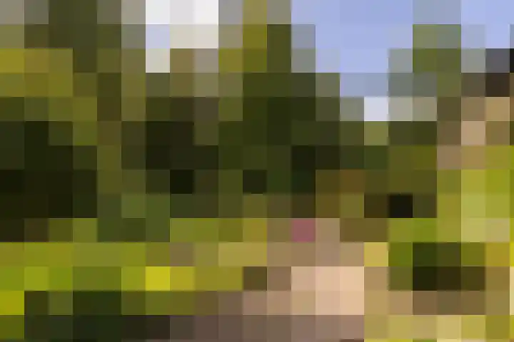 Onder de Bos 163 Hulshorst thumbnail 9