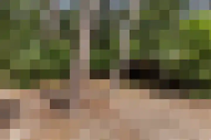 Onder de Bos 235 Hulshorst thumbnail 39