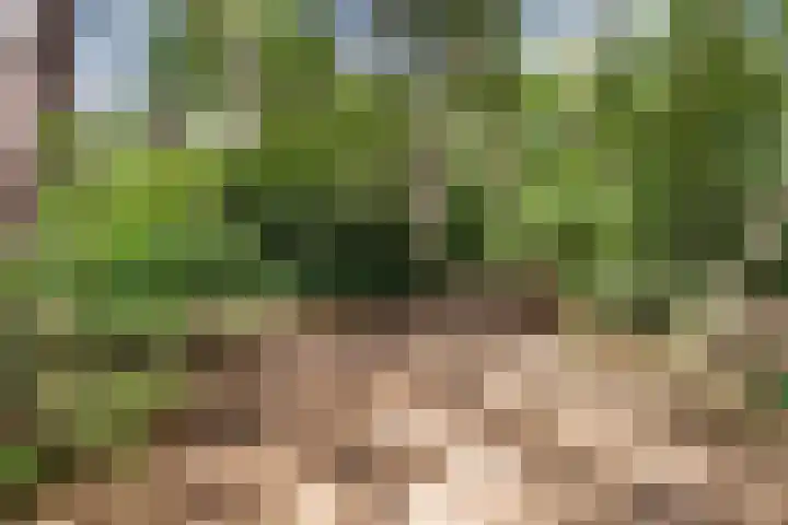 Onder de Bos 235 Hulshorst thumbnail 41