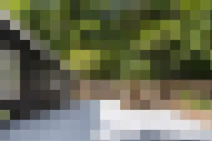 Onder de Bos 235 Hulshorst thumbnail 46
