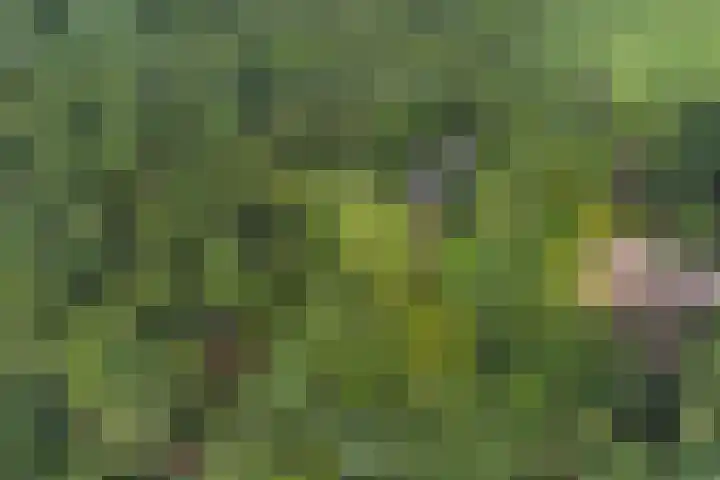 Onder de Bos 235 Hulshorst thumbnail 48
