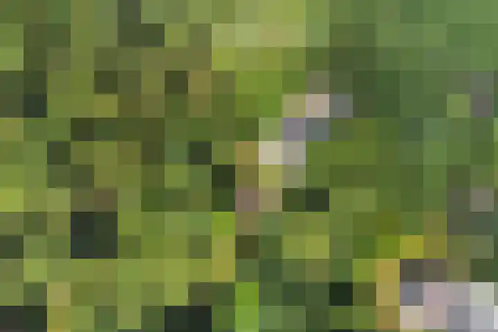Onder de Bos 235 Hulshorst thumbnail 49