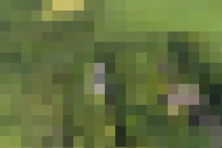 Onder de Bos 235 Hulshorst thumbnail 50