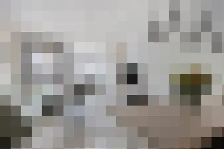 Onder de molen 22 's-Gravendeel thumbnail 9