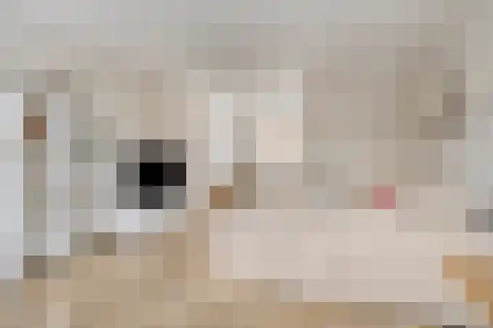 Onder de Zeedijk 8 Poortvliet thumbnail 13