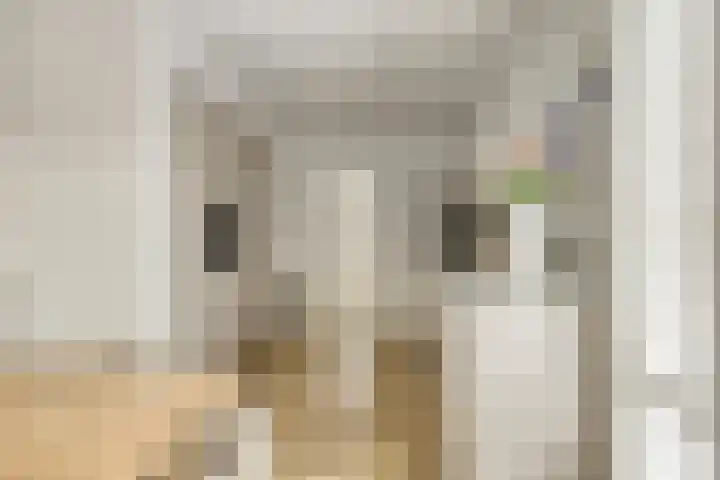 Onder de Zeedijk 8 Poortvliet thumbnail 20