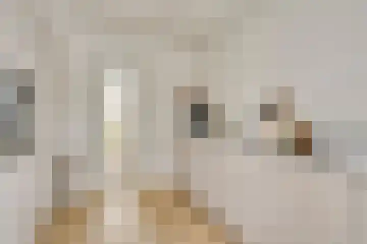 Onder de Zeedijk 8 Poortvliet thumbnail 21
