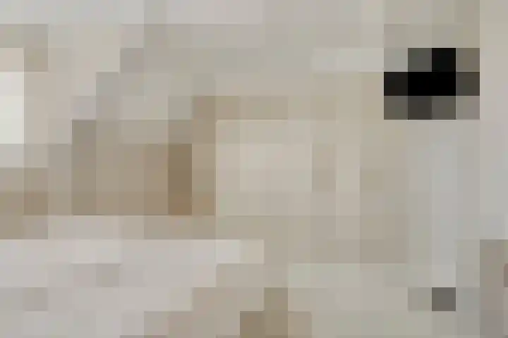 Onder de Zeedijk 8 Poortvliet thumbnail 30