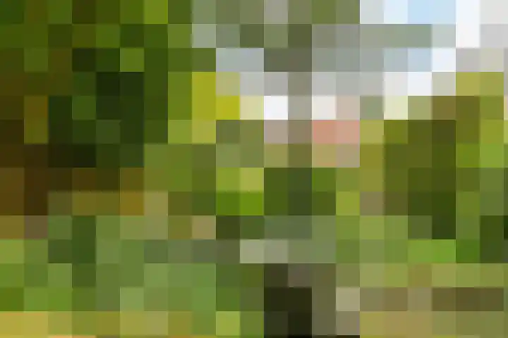 Onderstestraat 23 Valkenburg thumbnail 41
