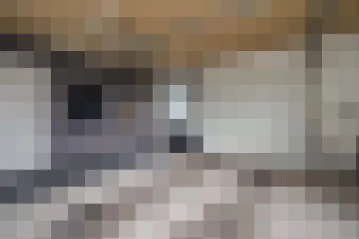 Ondersteveenweg 5 Mussel thumbnail 22