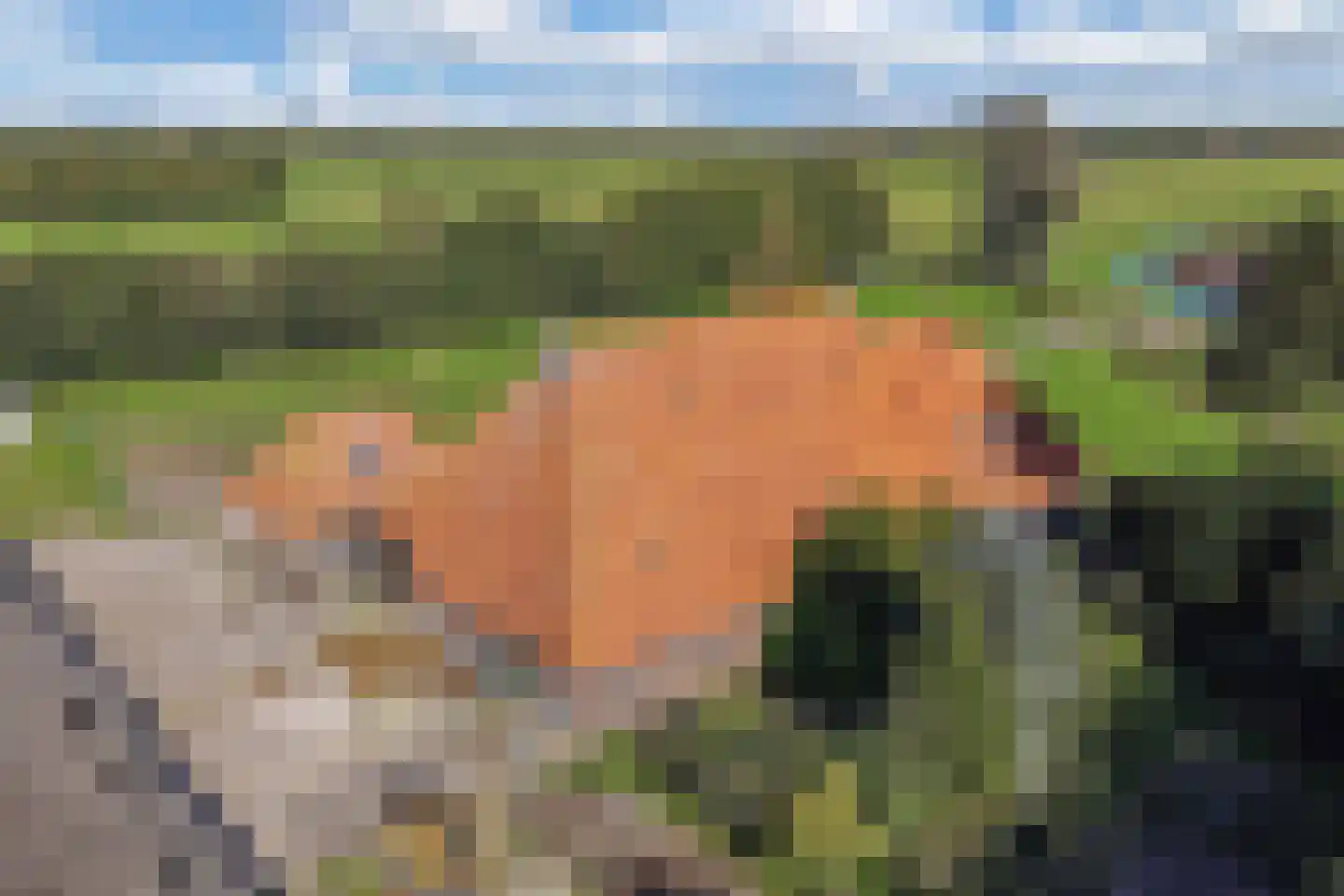 Ontginningsweg 6 Nijeholtwolde thumbnail 57