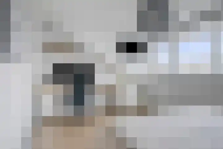 Onze Lieve Vrouweschutsstraat 17 Vlijmen thumbnail 14