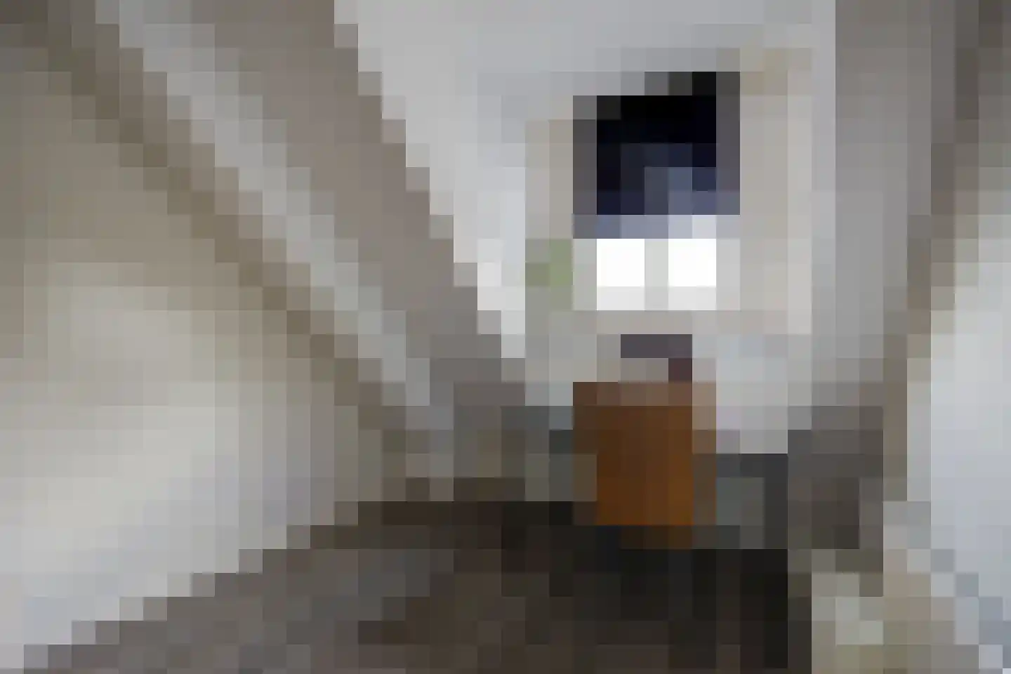 Onze Lieve Vrouwestraat 120 Zegge thumbnail 36