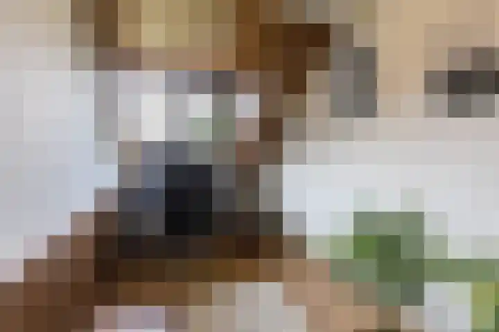 Onze Lieve Vrouwestraat 220 Zegge thumbnail 37